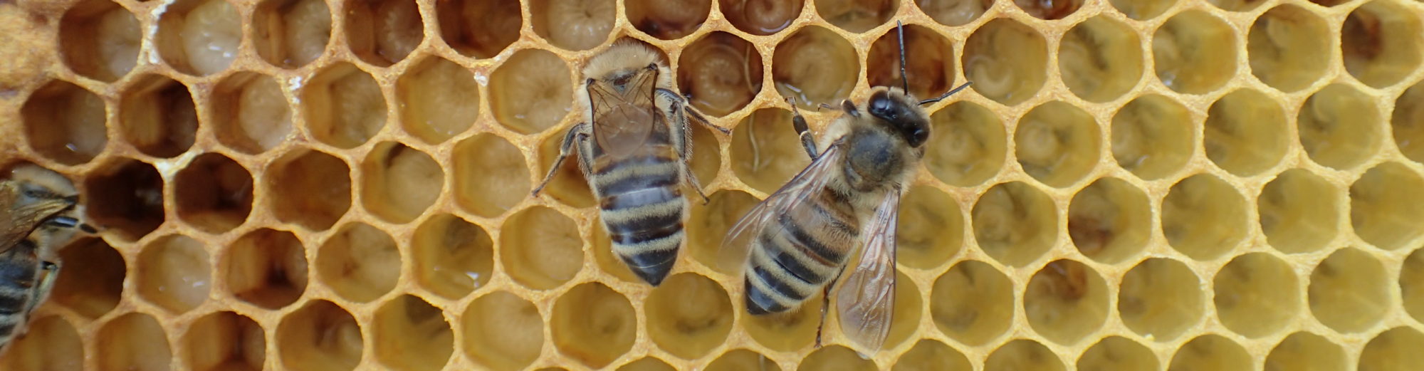 Český včelařský institut